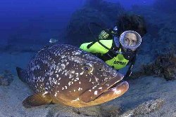 Lanzarote Scuba Diving Holiday - Costa Teguise. Grouper.